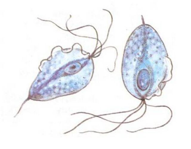 Trichomonas-Erreger der Prostatitis